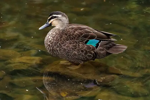 Duck (10)